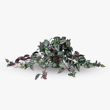 Load image into Gallery viewer, Wandering Jew Hanging Bush in Pot
