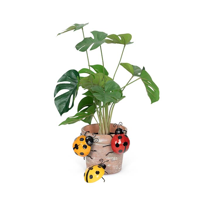 Ladybug Asst Pot Sitter Small