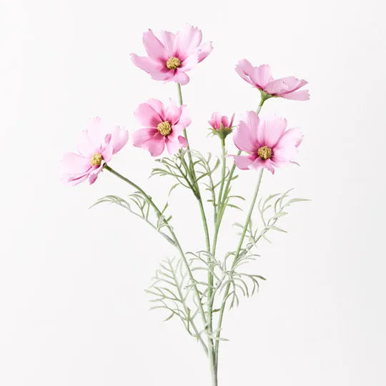 Cosmos Spray Pink Mauve