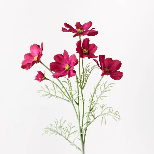 Cosmos Spray Burgundy