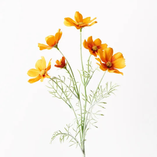 Cosmos Spray Orange