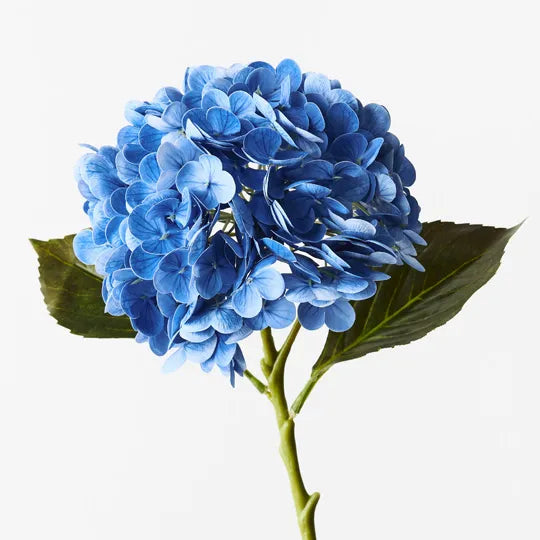 Hydrangea Blue