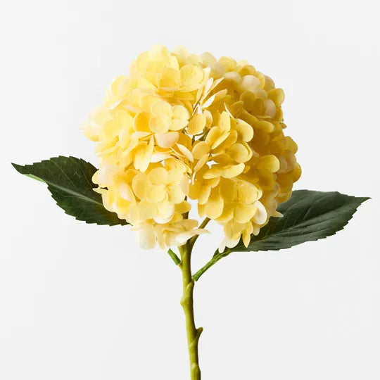 Hydrangea Yellow