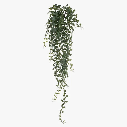 String of pearls hanging bush grey/ green 45cm