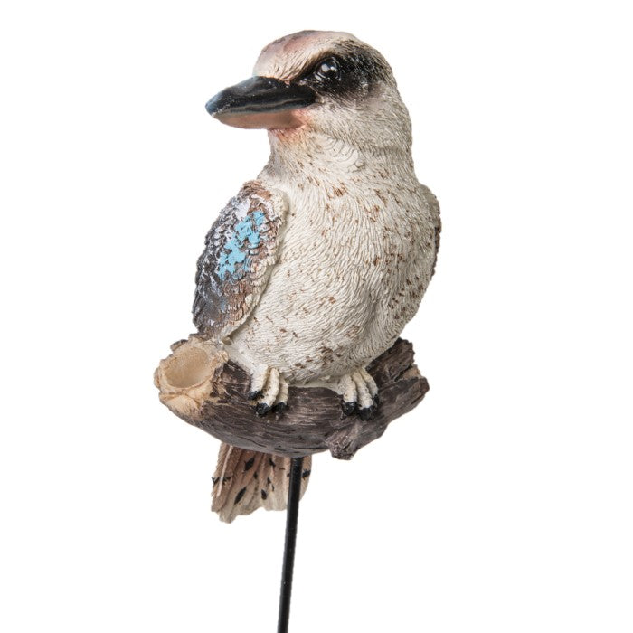 Kookaburra on Stick