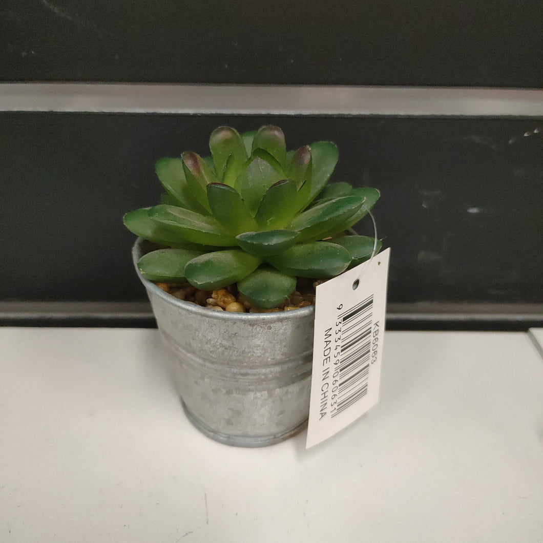 Succulent in Iron Pale