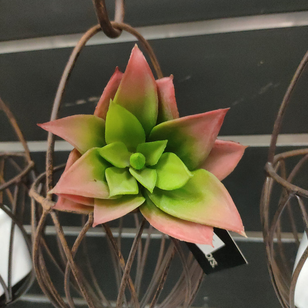 Succulent Green Mauve on Stem