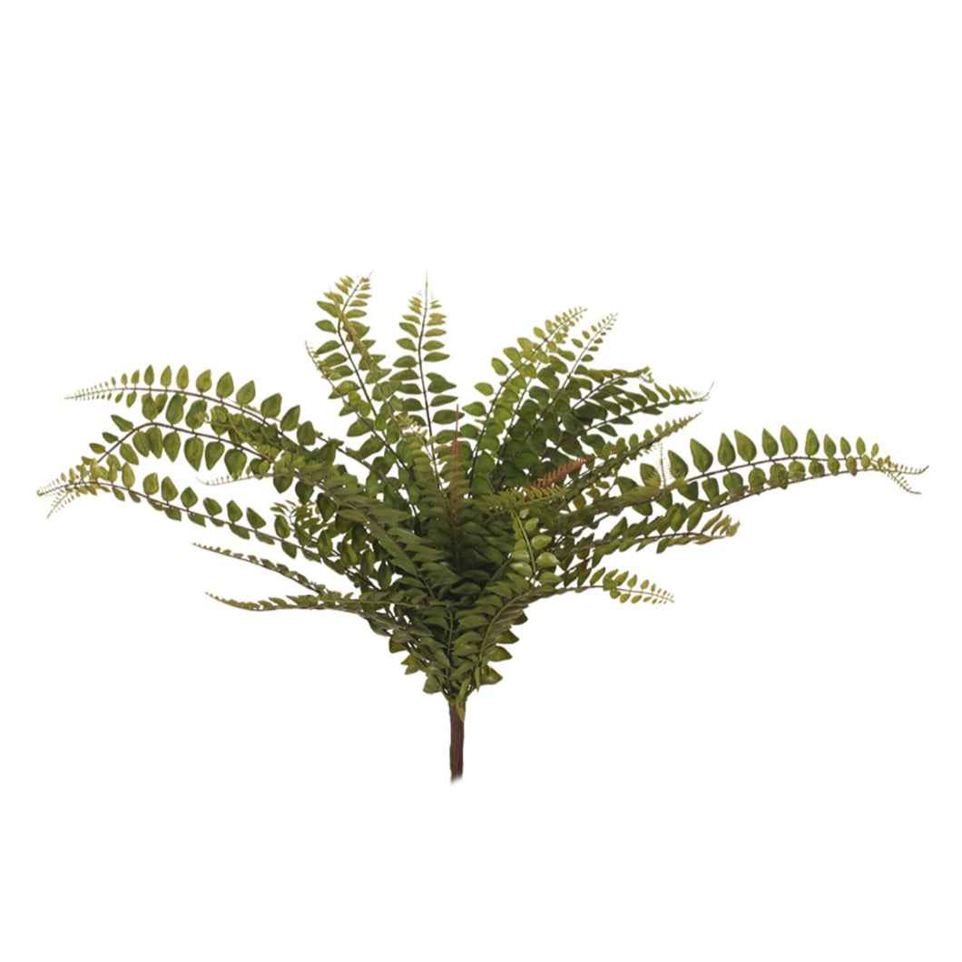 Fern Jewel Bush