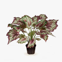 Load image into Gallery viewer, Begonia in Pot
