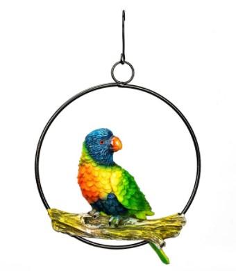 Lorikeet in Ring