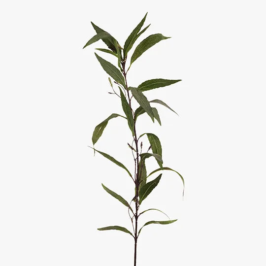 Ruellia Leaf - Dark Green