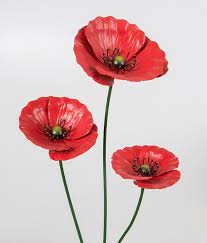 Red Poppy