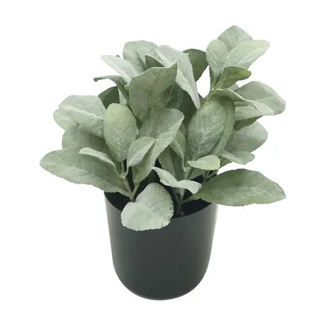 Lamb Leaf in Black Pot