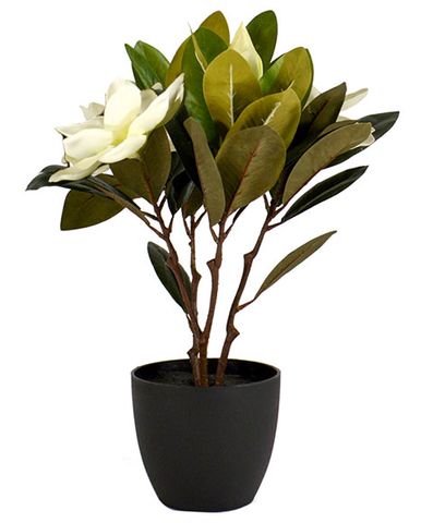 45CM 3 FLOWER LILY MAGNOLIA IN POT-WHITE