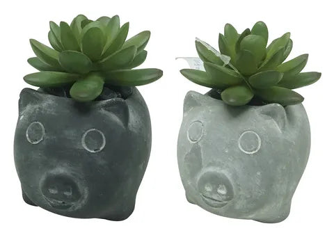 SUCCULENT 8CM IN PIG POT 8.5CM