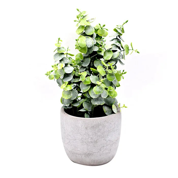 16X29CM EUCALYPTUS PLANT IN CEMENT POT