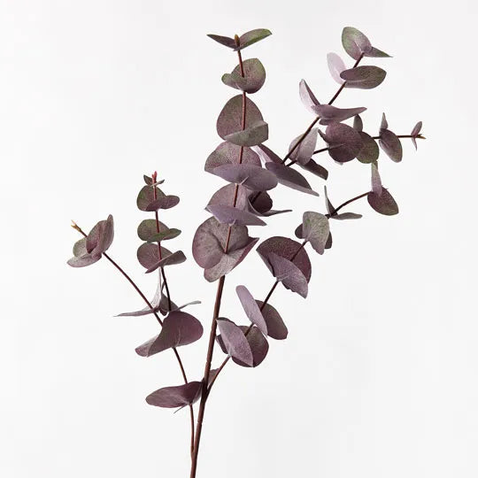 Eucalyptus Silver Dollar - Purple