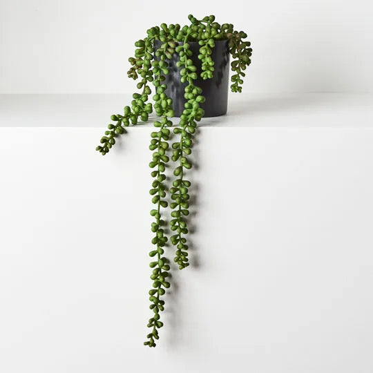 String of Pearls in Pot - Green