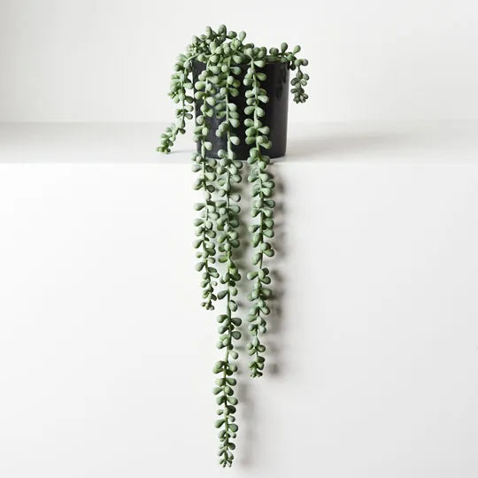 String of Pearls in Pot - Grey Green