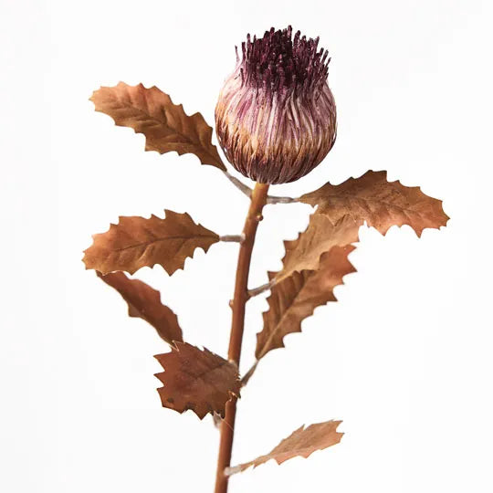 Protea Bud - Purple