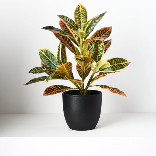 Croton in Pot