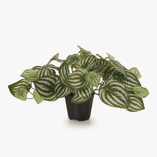 Peperomia in Pot