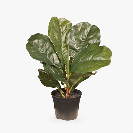 Fiddle Leaf Plant