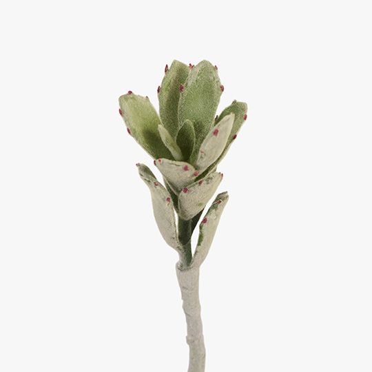 Kalanchoe