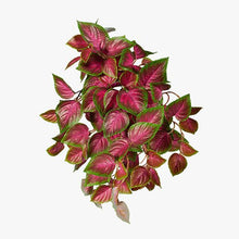 Load image into Gallery viewer, Coleus Hanging Bush (UV) UV
