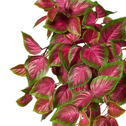 Coleus Hanging Bush (UV) UV