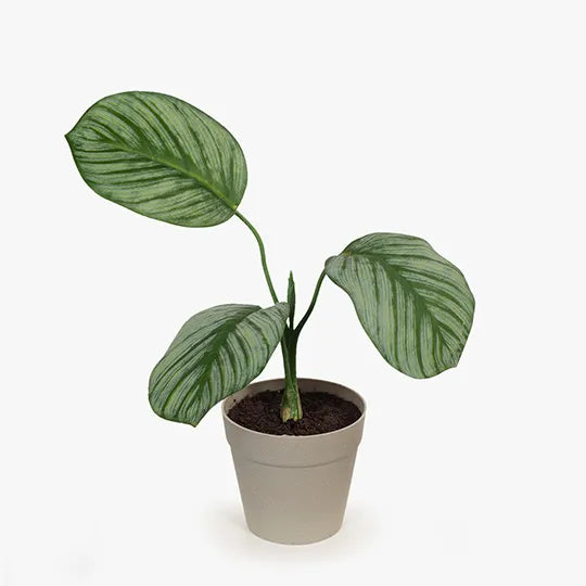 Calathea Plant in Pot