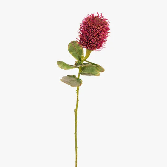 Protea Leucospermum Hybrid