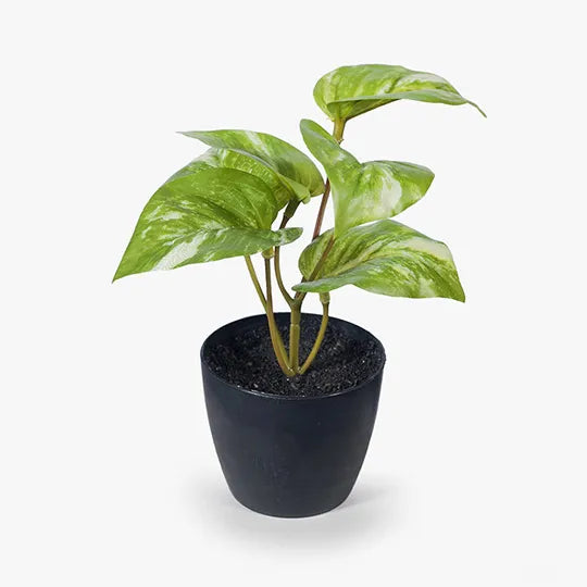 Marble Pothos in Pot