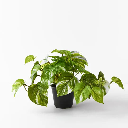 Pothos Marble in Pot