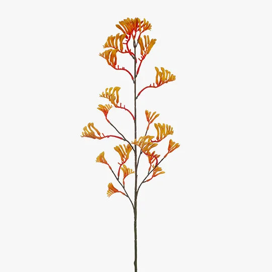 Kangaroo Paw - Yellow Orange