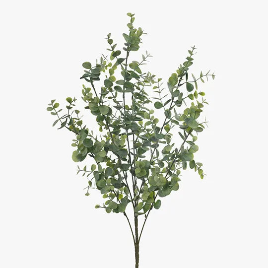 Eucalyptus Bush - Grey Green