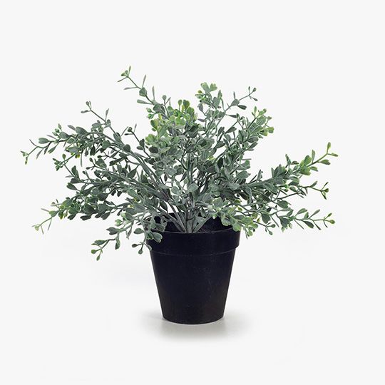 Boxwood Berry Bush in Pot