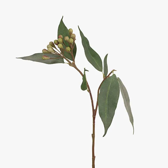 Eucalyptus Seed Spray