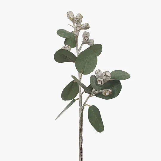 Eucalyptus Tetragona