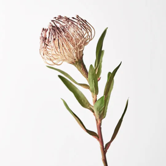 Protea Leucospermum - Coffee