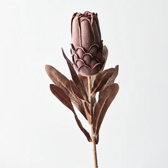 Protea - Chocolate Brown