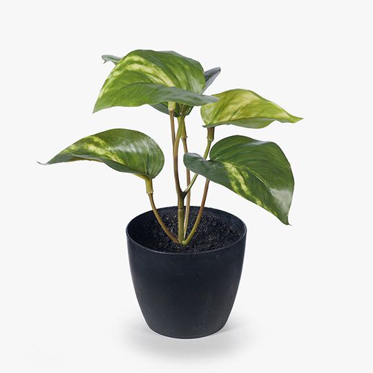 Pothos in Pot